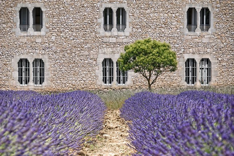 Kloster-Lavendel Provence von Joachim G. Pinkawa