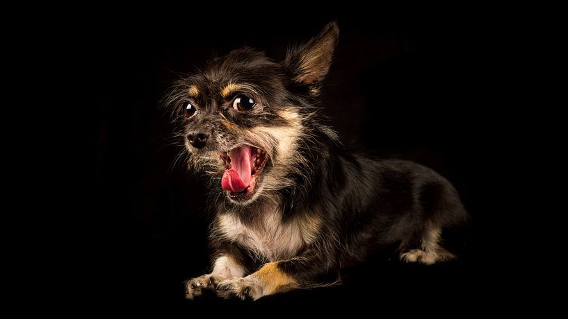 Yawning mongrel dog with furtive look by Günter Albers
