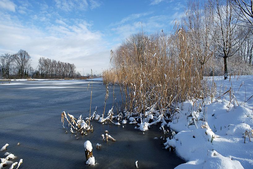 Bande de roseaux dans un paysage d'hiver avec de la neige et de la glace. par Gert van Santen