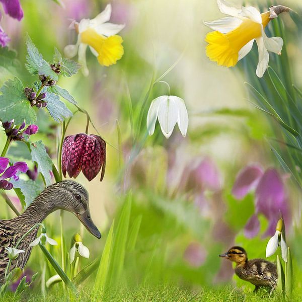 Happy spring with ducks by Teuni's Dreams of Reality