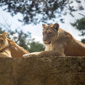 African lionesses on rock by Rob Legius