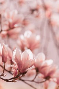 Magnolia-bloemen van Jan Schuler