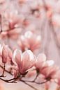Magnolia-bloemen van Jan Schuler thumbnail