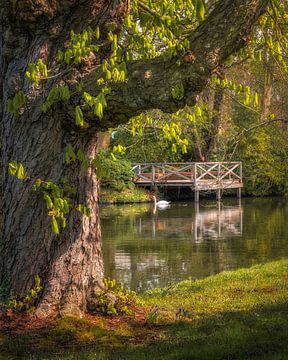 Le lac des cygnes sur Arda Acar