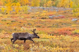 Rentier beim Abisko Nationalpark im farbenfrohen Herbst Lapplands. von Jiri Viehmann