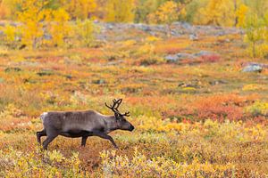 Rentier beim Abisko Nationalpark im farbenfrohen Herbst Lapplands.