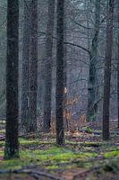 Brouillard dans la forêt d'hiver