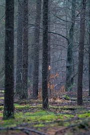 Brouillard dans la forêt d'hiver sur Mischa Corsius