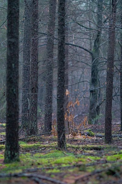 Brouillard dans la forêt d'hiver par Mischa Corsius