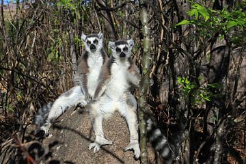 Ring-tailed lemurs in the forest by Antwan Janssen