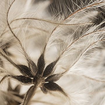 Minimalist natural close-up by Marjolijn van den Berg