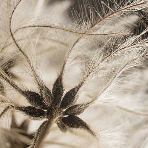 Minimalistisches Natur-Nahaufnahme von Marjolijn van den Berg