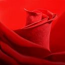 Rote Rose von Violetta Honkisz Miniaturansicht