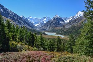 Gouden bergen van Altaj van Jarne Buttiens