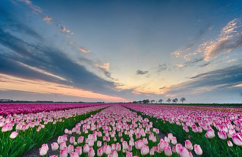 Tulpenveld bij zonsondergang