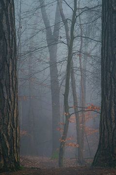 Passepartout von LANETfotografie