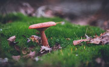 Herfst in Nederland van Bram Martens