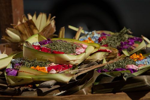 Offers sur Leanne lovink