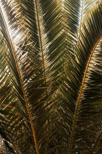 Shaken from the palm tree