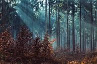 Het reichswald, Duitsland von Marco Herman Photography Miniaturansicht