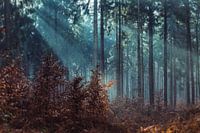 Het reichswald, Duitsland
