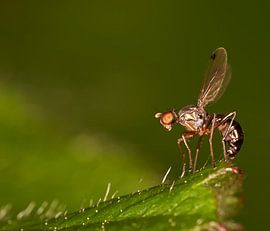 Verborgen juweeltje van Geert Perdaens