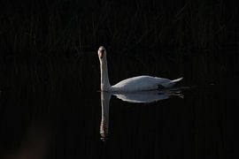 The White Swan in the Darkness by Mootjes