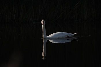 The White Swan in the Darkness