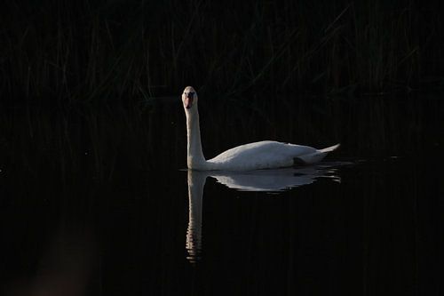 Der weiße Schwan in der Dunkelheit