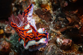 Miamira flavicostata zeeslak @ Komodo, Indonesia van Travel Tips and Stories