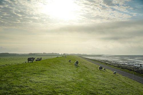 Schapen op de dijk op Terschelling