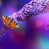 Day peacock butterfly / Aglais io by Sara in t Veld Fotografie