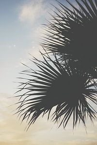 Palmboom tijdens zonsondergang van Lizzy Komen