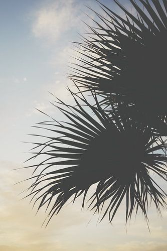 Palme bei Sonnenuntergang