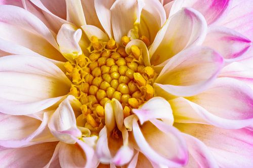 Macro van een dahlia bloem