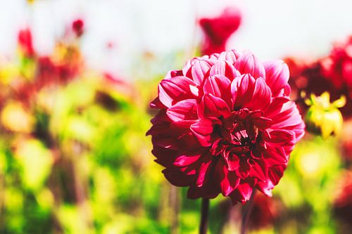 Style my Home series by Liberty Ragazza Biesma