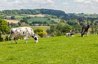 Weidende Kühe auf den Hügeln Süd-Limburgs von John Kreukniet Miniaturansicht