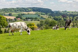 Grazing cows on the hills of South Limburg by John Kreukniet