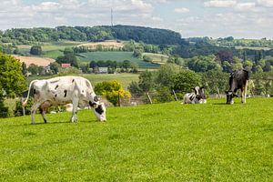 Grazende koeien op de heuvels van Zuid-Limburg van John Kreukniet
