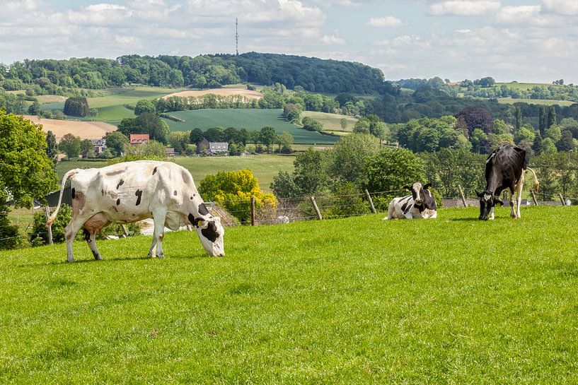 Vaches au pâturage sur les collines du Limbourg du Sud par John Kreukniet