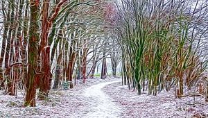 Winter-Wald