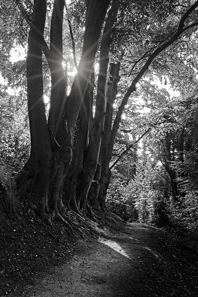 Rising sun in the Hellingbos Simpelveld forest by Rob Boon