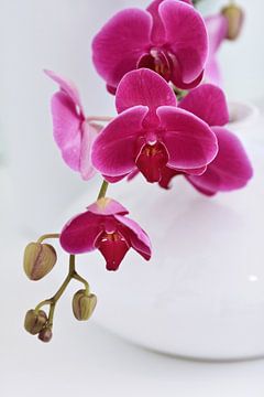 vase blanc élégant avec des orchidées roses en intérieur blanc sur Tony Vingerhoets