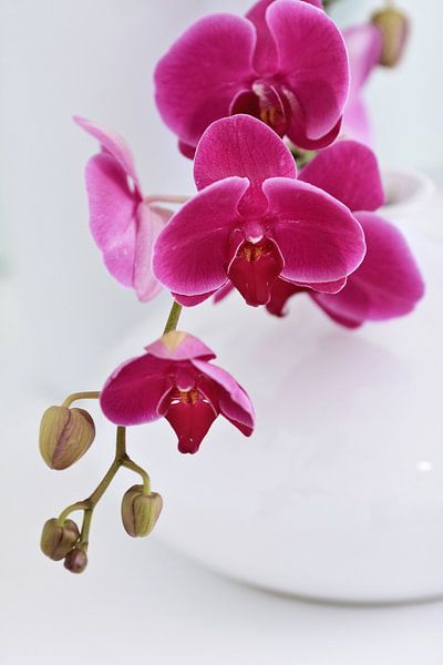 vase blanc élégant avec des orchidées roses en intérieur blanc par Tony Vingerhoets