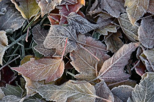 De eerste nachtvorst in de herfst