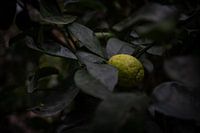Immerse yourself in the green oasis: fascinating details of botanical wonders