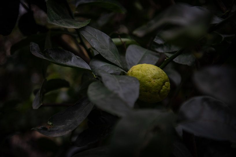 Immerse yourself in the green oasis: fascinating details of botanical wonders by Lena Remmert