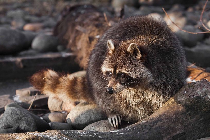 Flauschiges Kleintier-Waschbär von Michael Semenov