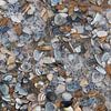 De petits coquillages gisent sur la plage et l'eau les submerge sur Helene Ketzer
