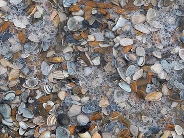 Kleine schelpjes liggen op het strand en water overspoelt ze